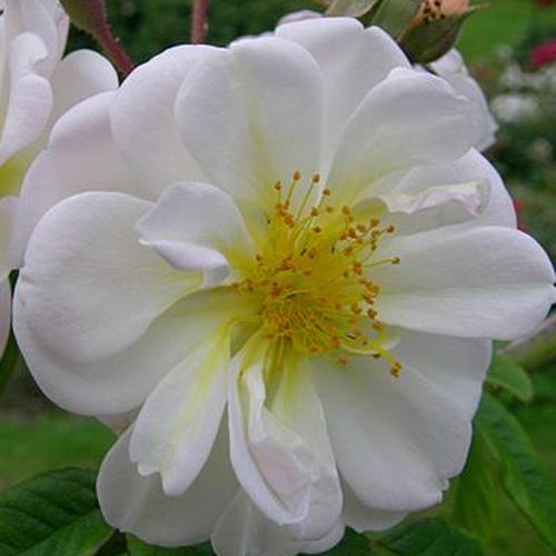 Rozenstruik - Webwinkel - rambler - wit - Rosa Lykkefund - sterk geurende roos - Aksel Olsen - Witte bloem met goed zichtbare goudgele meeldraden.